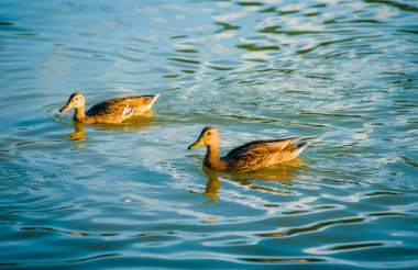 Güneşin altında gölette bir sürü güzel ördek var.
