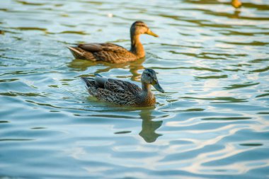 Güneşin altında gölette bir sürü güzel ördek var.
