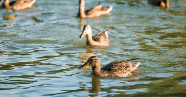 Güneşin altında gölette bir sürü güzel ördek var.