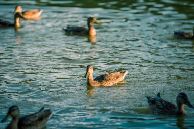 Güneşin altında gölette bir sürü güzel ördek var.