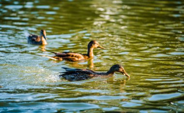 Güneşin altında gölette bir sürü güzel ördek var.