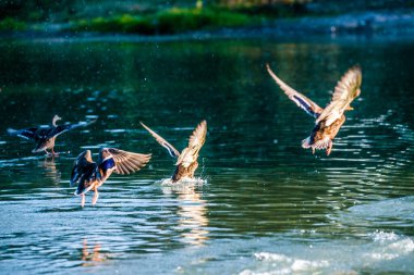Güneşin altında gölette bir sürü güzel ördek var.