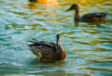 Güneşin altında gölette bir sürü güzel ördek var.