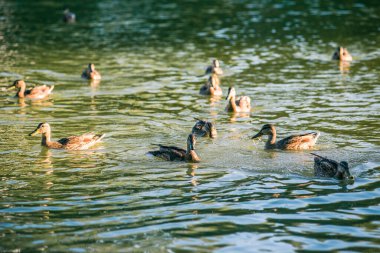 Güneşin altında gölette bir sürü güzel ördek var.