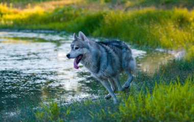 Suda köpek oynanıyor Yakışıklı Husky suda ördek kovalıyor