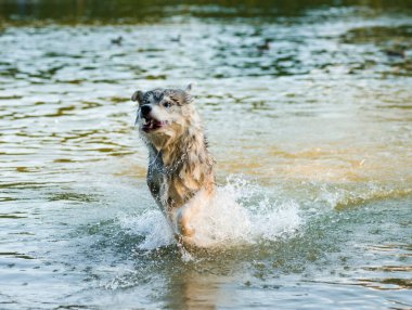 Suda köpek oynanıyor Yakışıklı Husky suda ördek kovalıyor