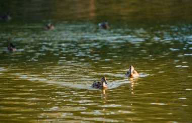 Güneşin altında gölette bir sürü güzel ördek var.