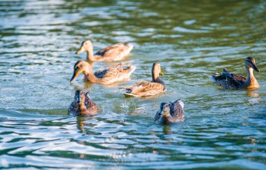 Güneşin altında gölette bir sürü güzel ördek var.