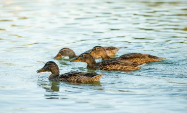 Güneşin altında gölette bir sürü güzel ördek var.