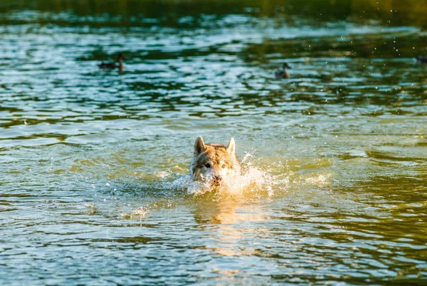 The dog is played in the water Handsome husky is chasing ducks in the water