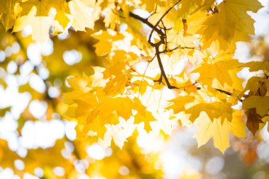 Güneş ışığındaki sarı yapraklar dallardaki yapraklar çok güzeldir.