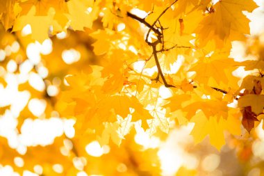 Güneş ışığındaki sarı yapraklar dallardaki yapraklar çok güzeldir.