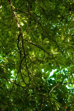 Botanik bahçesinde çalılar ve yapraklar çok güzel taze yeşil bir yaz.