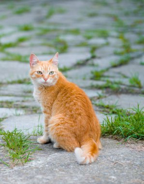 Kızıl kedi, anlamlı bir yüzle bir şey bekliyor.