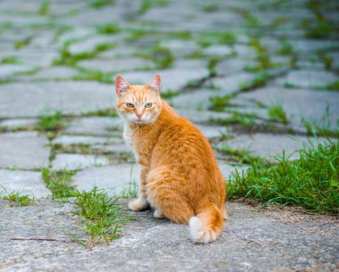Kızıl kedi, anlamlı bir yüzle bir şey bekliyor.