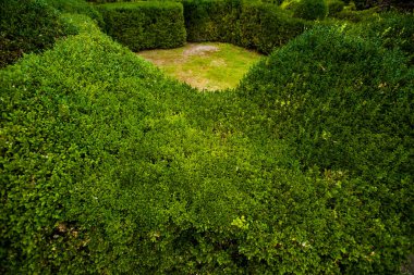 Botanik bahçesinde çalılar ve yapraklar çok güzel taze yeşil bir yaz.