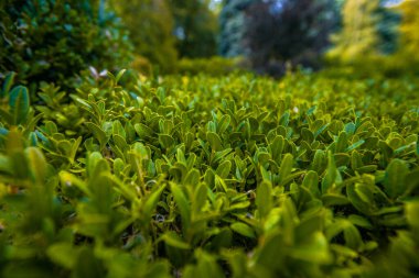 Botanik bahçesinde çalılar ve yapraklar çok güzel taze yeşil bir yaz.