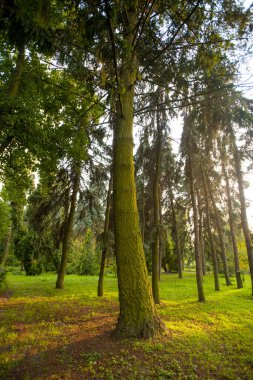 Ormanda yaprakları ve dalları olan ağaçlar. Büyük resim, yeşillikler ve yosunlarla.