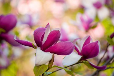Botanik bahçesinde çiçekler, güzel çiçekler, güzel manolya, leylak ve yeşillik.