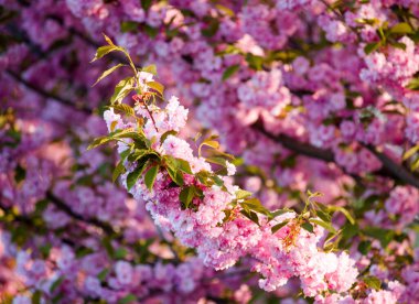 Botanik bahçesinde çiçekler, güzel çiçekler, güzel manolya, leylak ve yeşillik.