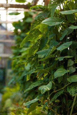 Botanik bahçesinde çalılar ve yapraklar çok güzel taze yeşil bir yaz.