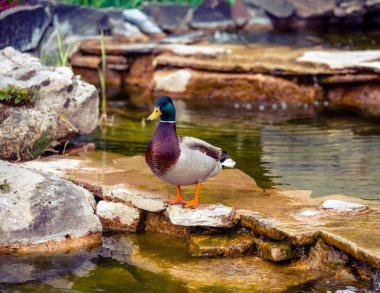 Vahşi kahverengi ördekler nadir bulunan bir renkle çok güzeldir.