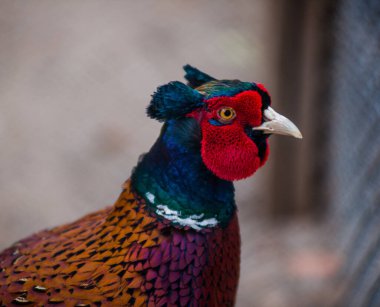 sülün renginde çok güzel bir kuş ve çok güzel bir rengi var.