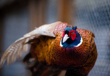 sülün renginde çok güzel bir kuş ve çok güzel bir rengi var.