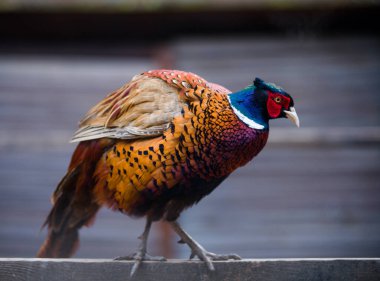 sülün renginde çok güzel bir kuş ve çok güzel bir rengi var.