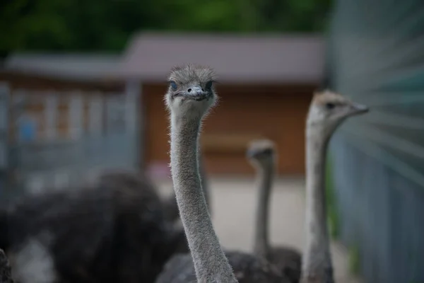 ostrich ostrich head big eyes funny kind animals