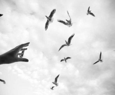 Gökyüzünde bir sürü martı ve bir martı gün batımında ve bulutlarda güzel bir ışık altında.