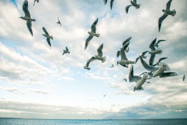 Gökyüzünde bir sürü martı ve bir martı gün batımında ve bulutlarda güzel bir ışık altında.