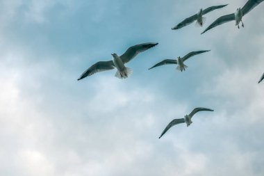 Gökyüzünde bir sürü martı ve bir martı gün batımında ve bulutlarda güzel bir ışık altında.