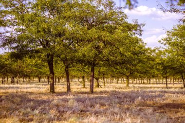 Güzel bir gökyüzü ve yeşil yapraklarla İtalya ağaçlarının korusu çok güzeldir.