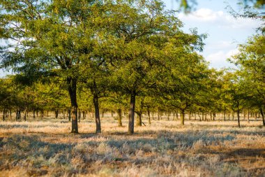 Güzel bir gökyüzü ve yeşil yapraklarla İtalya ağaçlarının korusu çok güzeldir.