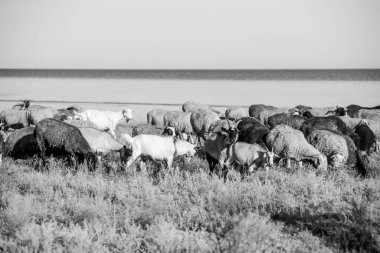 Suyun arka planında bir keçi sürüsü büyük beyaz, güzel keçi sürüsüdür.