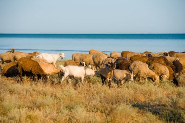 Suyun arka planında bir keçi sürüsü büyük beyaz, güzel keçi sürüsüdür.