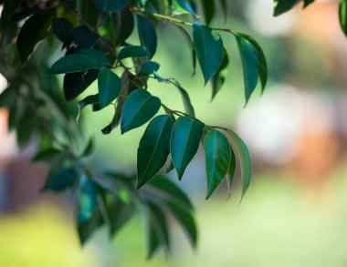 Yeşillik, ağaçlar, çalılar ve ağaçlardan sarkan yapraklar.