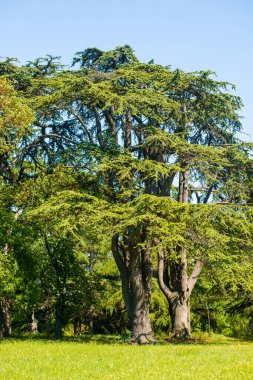 Yeşillik, ağaçlar, çalılar ve ağaçlardan sarkan yapraklar.