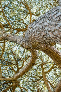 Yeşillik, ağaçlar, çalılar ve ağaçlardan sarkan yapraklar.