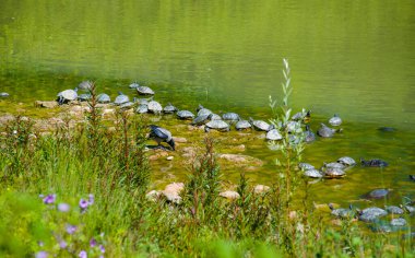 İtalya 'da kaplumbağa, balık, martı ve beyaz kuğularla dolu bir gölet.