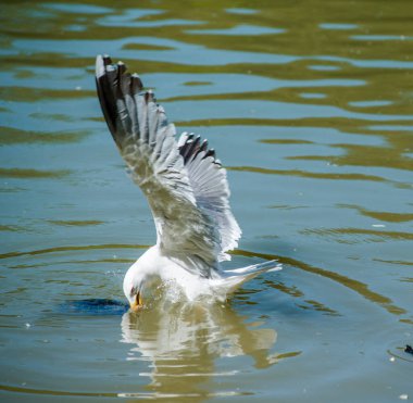 İtalya 'da kaplumbağa, balık, martı ve beyaz kuğularla dolu bir gölet.