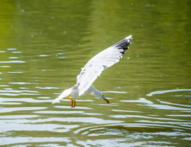 İtalya 'da kaplumbağa, balık, martı ve beyaz kuğularla dolu bir gölet.