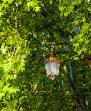 Büyük bir taş duvarın yakınındaki ağaçlardan ve çiçeklerden sarkan yapraklar