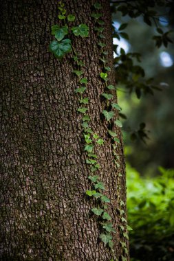 Yeşillik, ağaçlar, çalılar ve ağaçlardan sarkan yapraklar.
