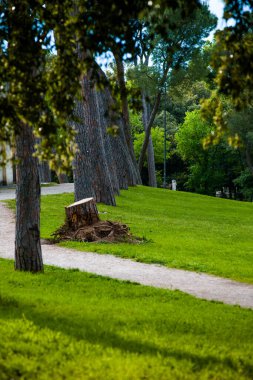 Yeşillik, ağaçlar, çalılar ve ağaçlardan sarkan yapraklar.