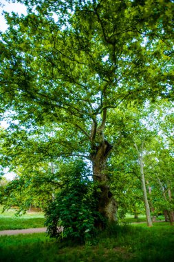 Yeşillik, ağaçlar, çalılar ve ağaçlardan sarkan yapraklar.