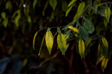 farklı tropikal yapraklar büyük ve küçük farklı şekiller ve renkler sıcak güneş ışığı altında güzel bir arkaplanda