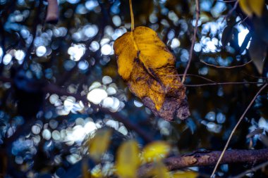 farklı tropikal yapraklar büyük ve küçük farklı şekiller ve renkler sıcak güneş ışığı altında güzel bir arkaplanda