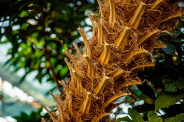 Hurma ağacının kütüğü, botanik bahçesinde asılı duran, çok güzel sarı bir ağaçtır.